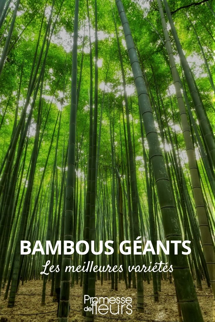 bambu-gigante