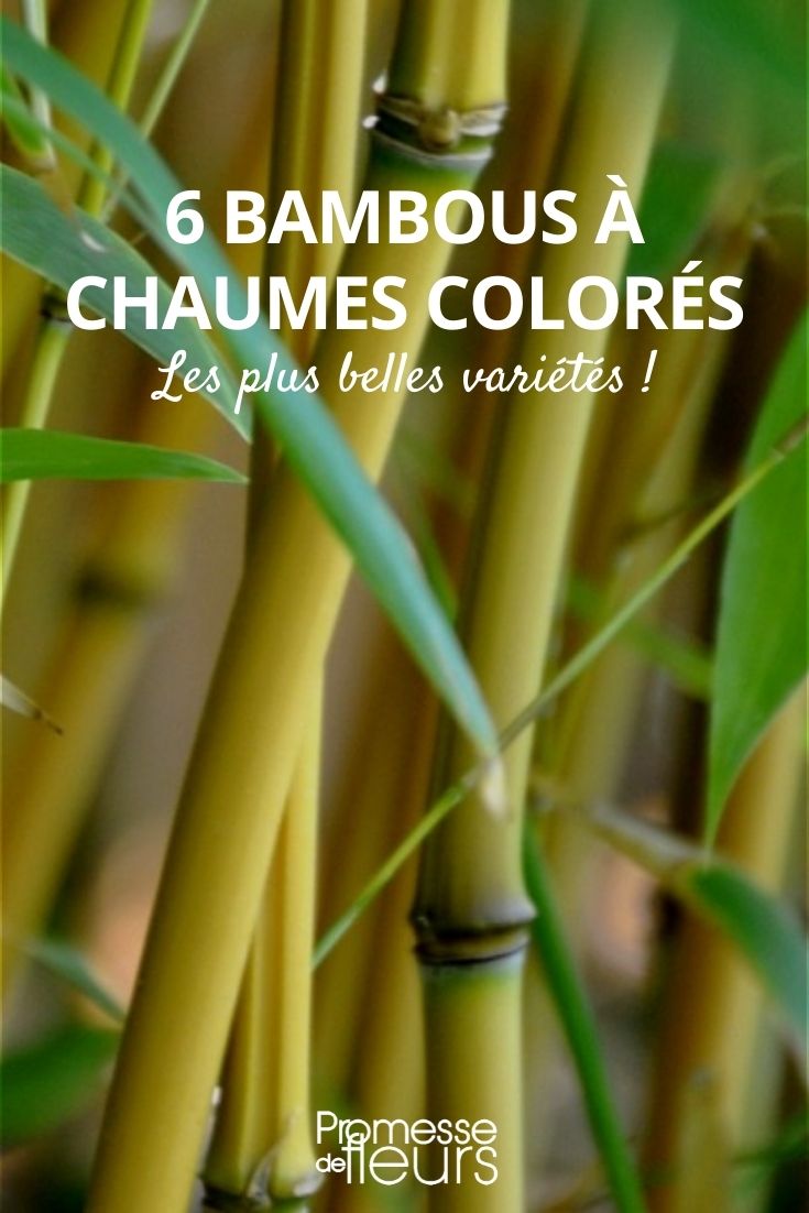 bambus de sebe com colmos coloridos