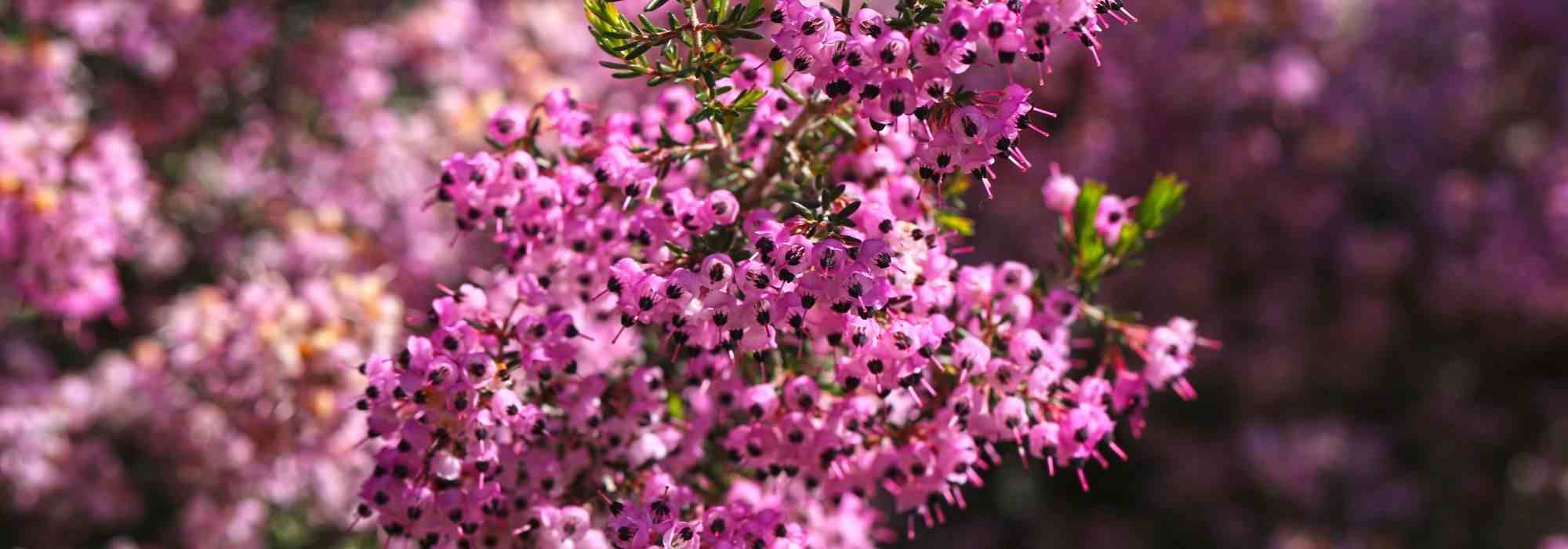 Urzes de inverno: as 5 variedades cor-de-rosa mais bonitas