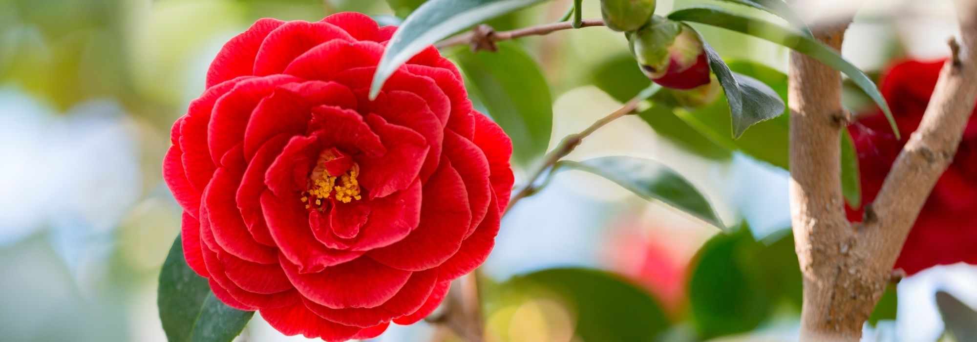 6 camélias de flores vermelhas