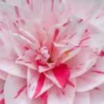 6 camélias com flores bicolores