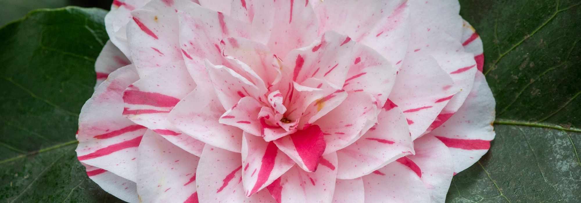6 camélias com flores bicolores