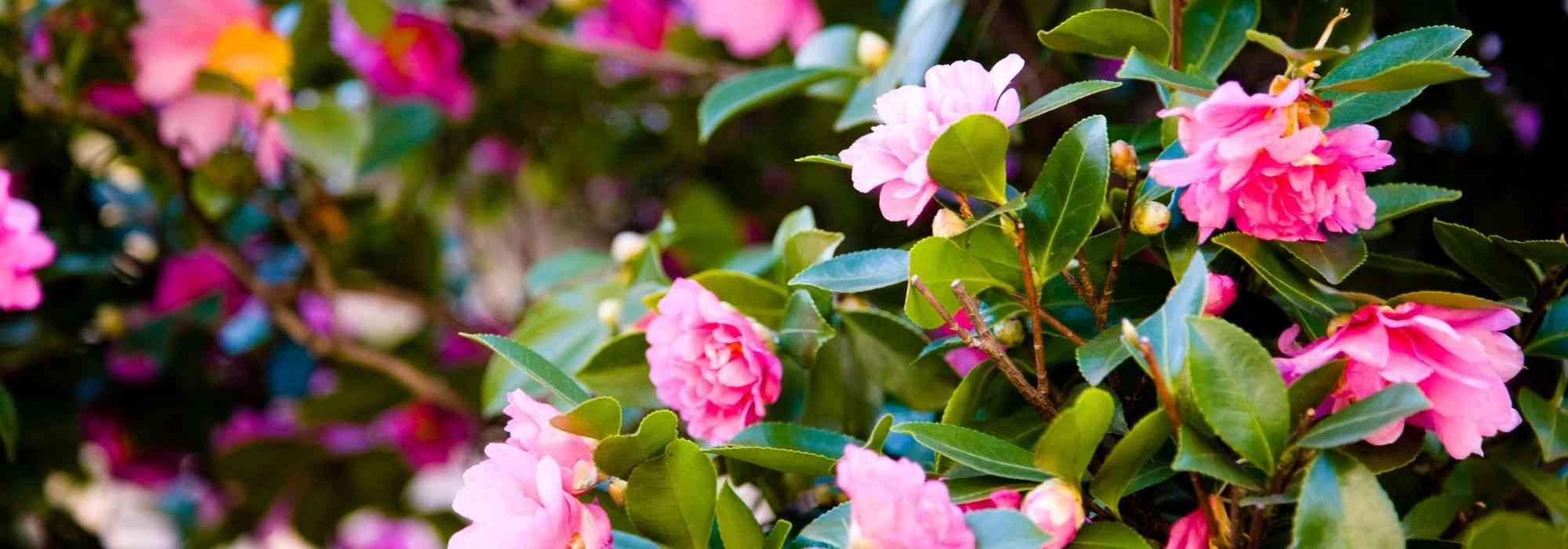 7 camélias-do-outono cor-de-rosa