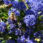 Ceanoto persistente: as melhores variedades para cultivar no jardim