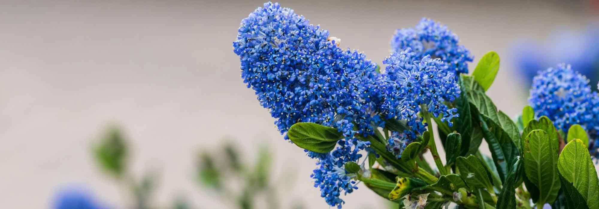 Ceanoto-azul: as variedades mais bonitas