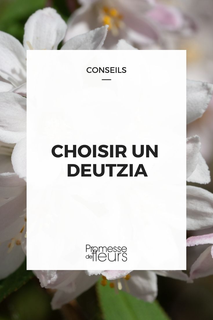 escolher deutzia