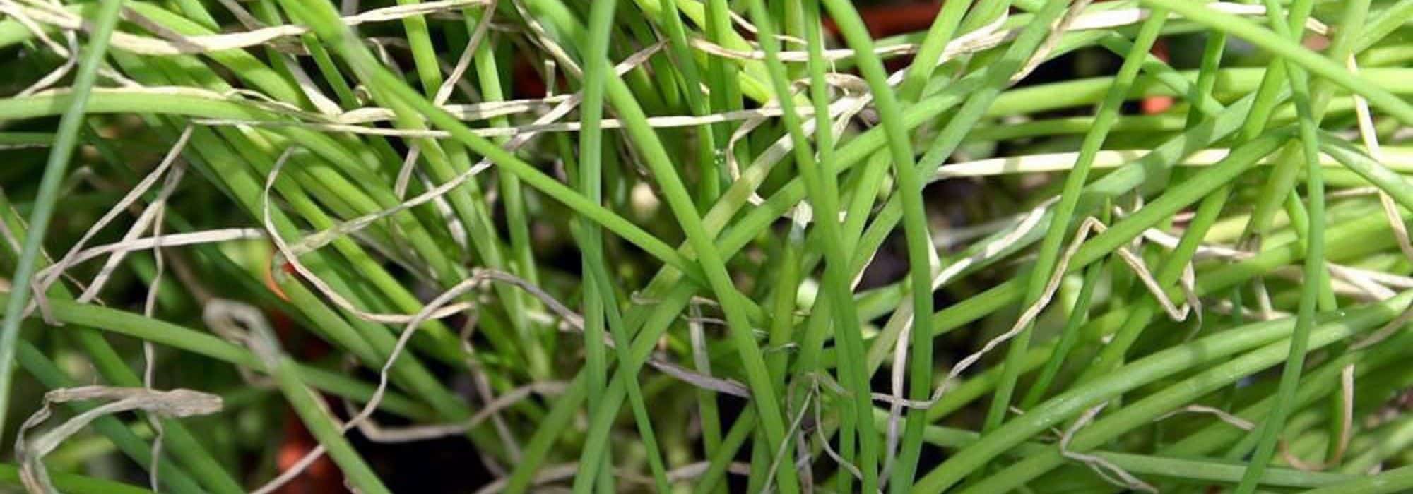 A cebolinha: semear, cultivar e colher