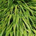 Cultivar Hakonechloa em vaso