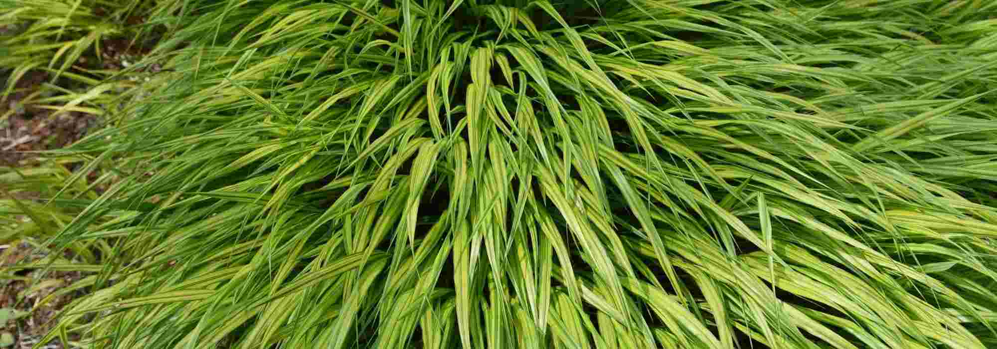 Cultivar Hakonechloa em vaso