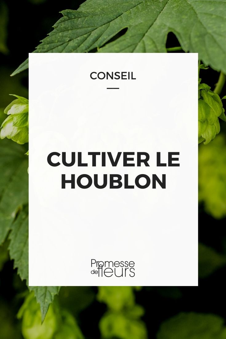 cultivar lúpulo