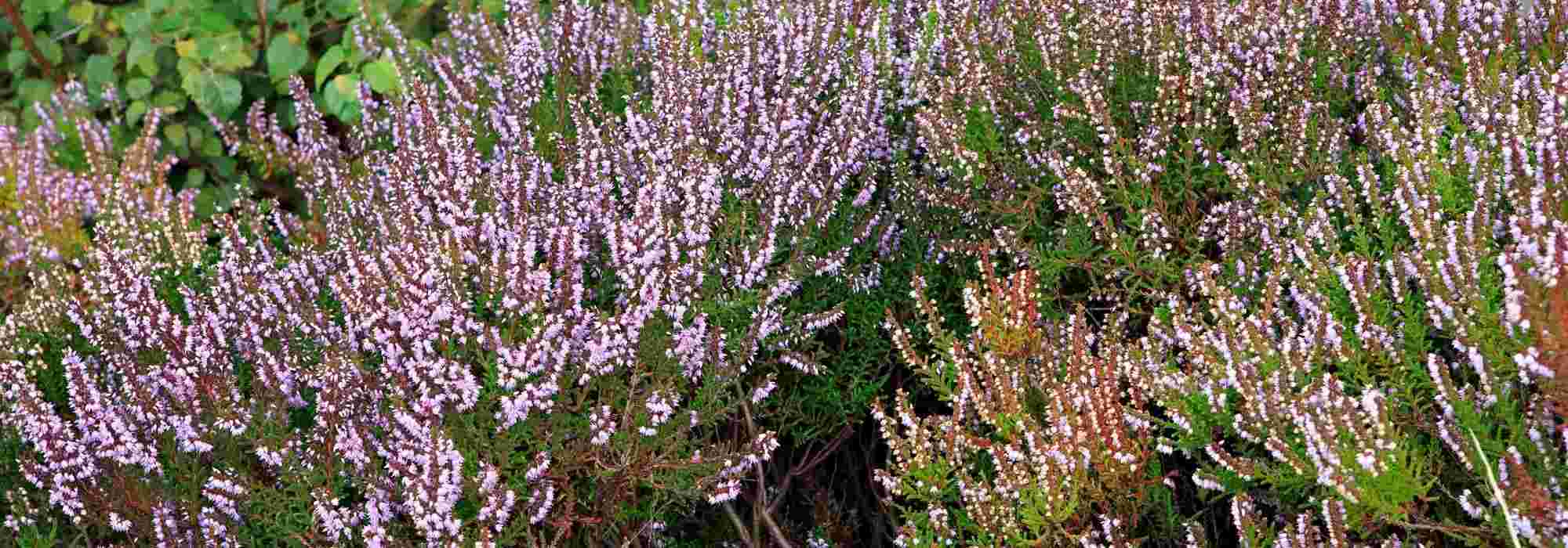 Como cultivar uma urze arbustiva?