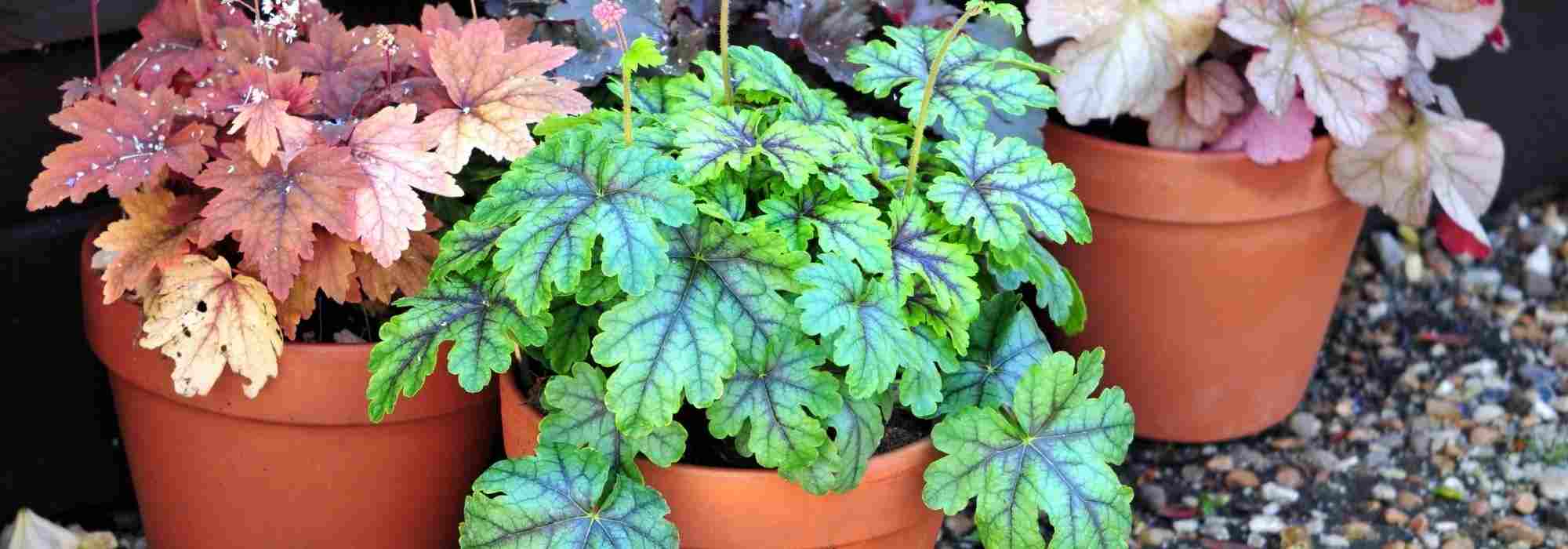 Cultivar um sino-de-coral em vaso
