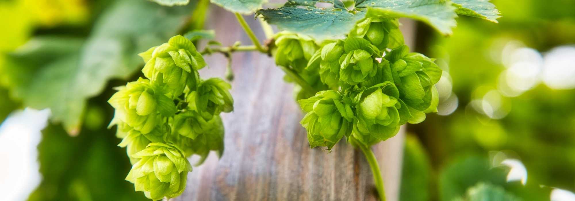 Como cultivar lúpulo?