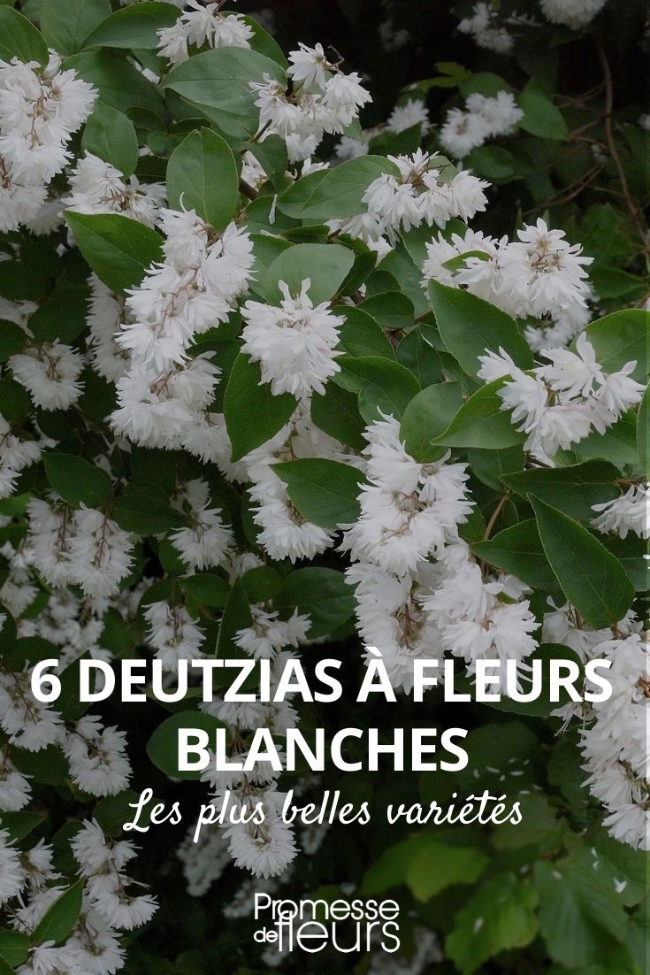 deutzia branco