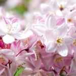 7 deutzias com flores cor-de-rosa