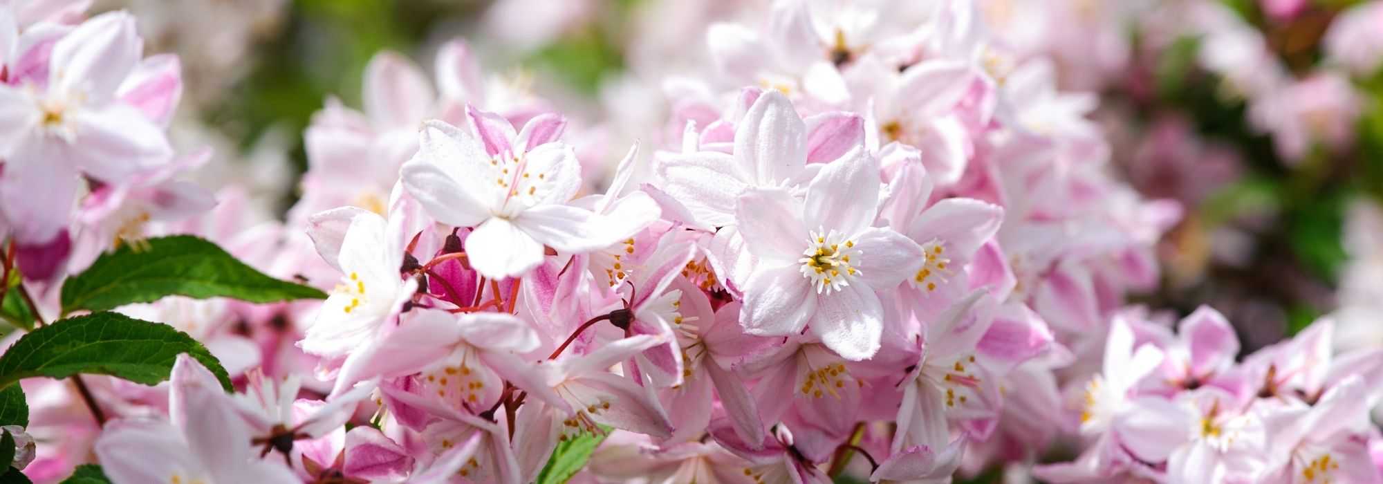 7 deutzias com flores cor-de-rosa