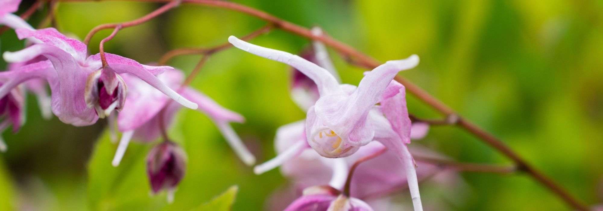 7 epimédios cor-de-rosa