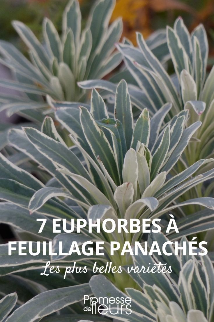 Eufórbias variegadas: as variedades mais bonitas