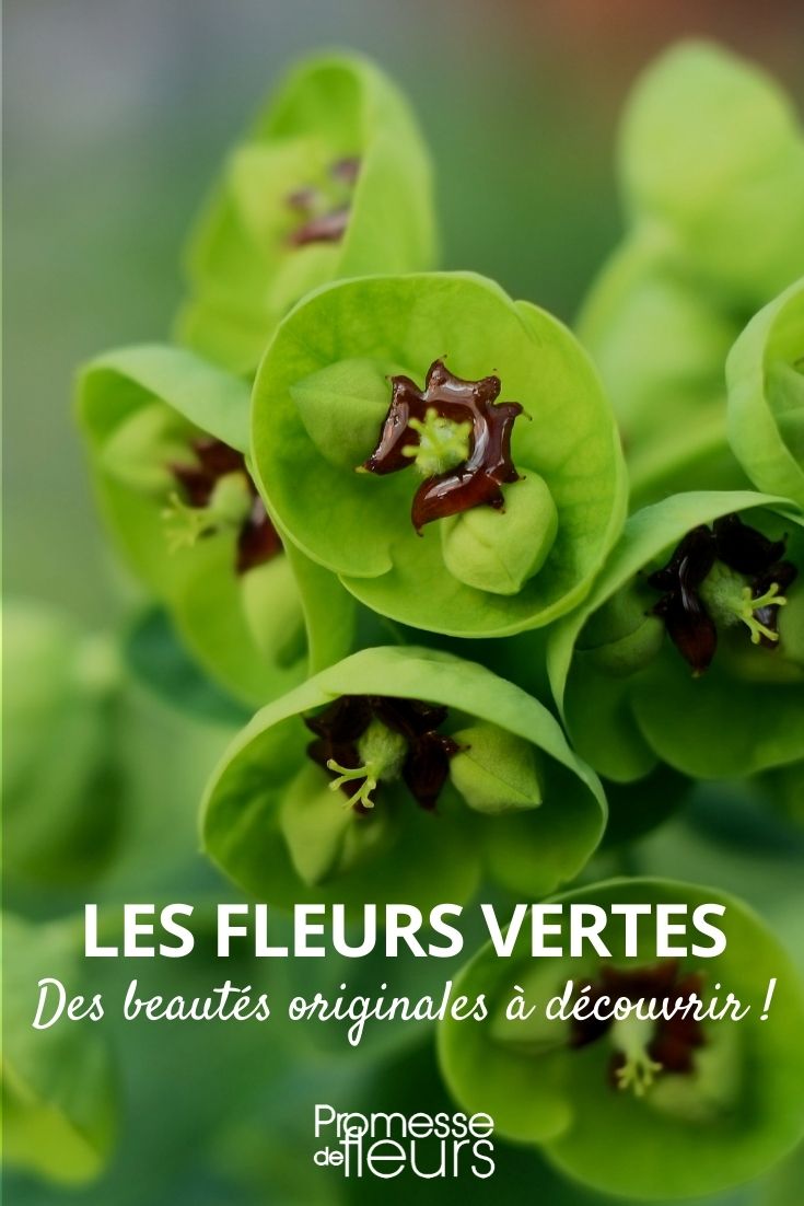 flores verdes