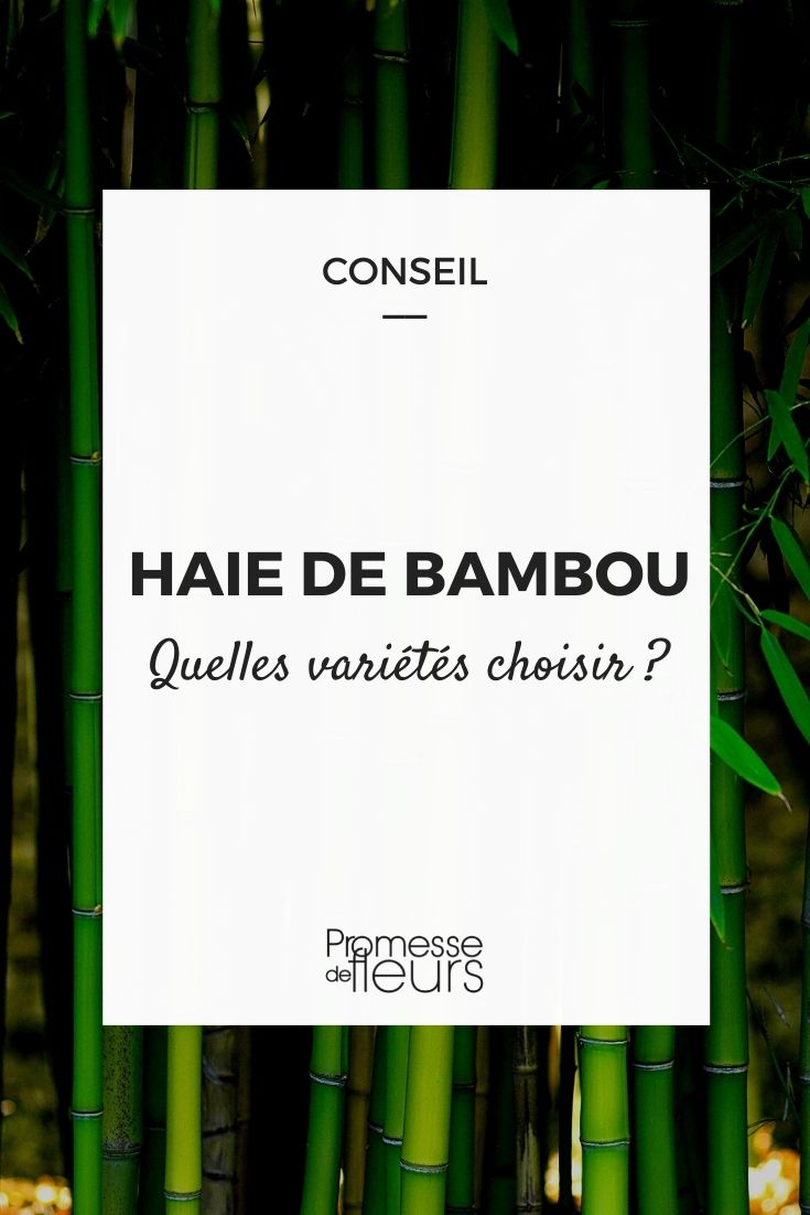 Bambu de sebe: que variedades escolher?