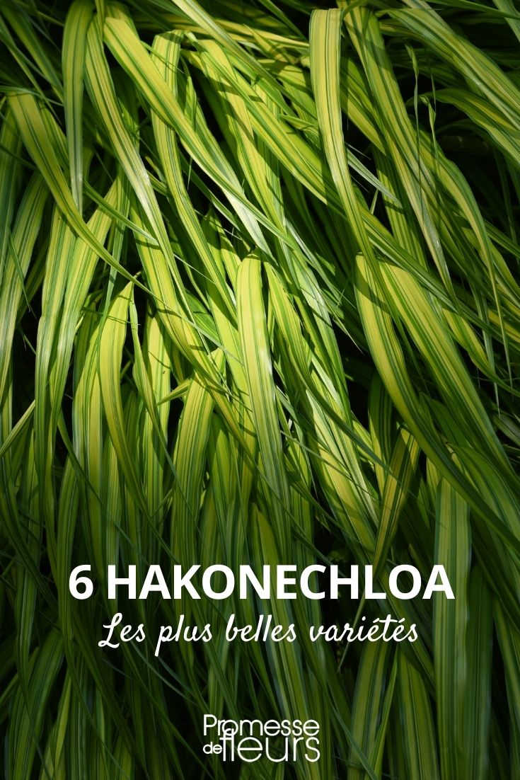 Hakonechloa: as variedades mais bonitas