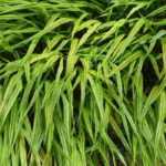 Hakonechloa: as variedades mais bonitas