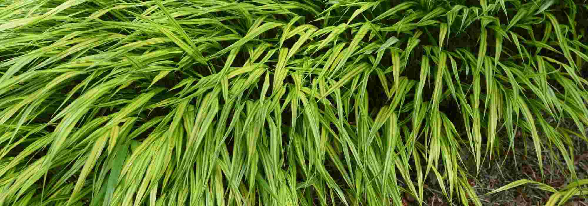 Hakonechloa: as variedades mais bonitas