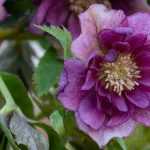 6 heléboros de flores dobradas
