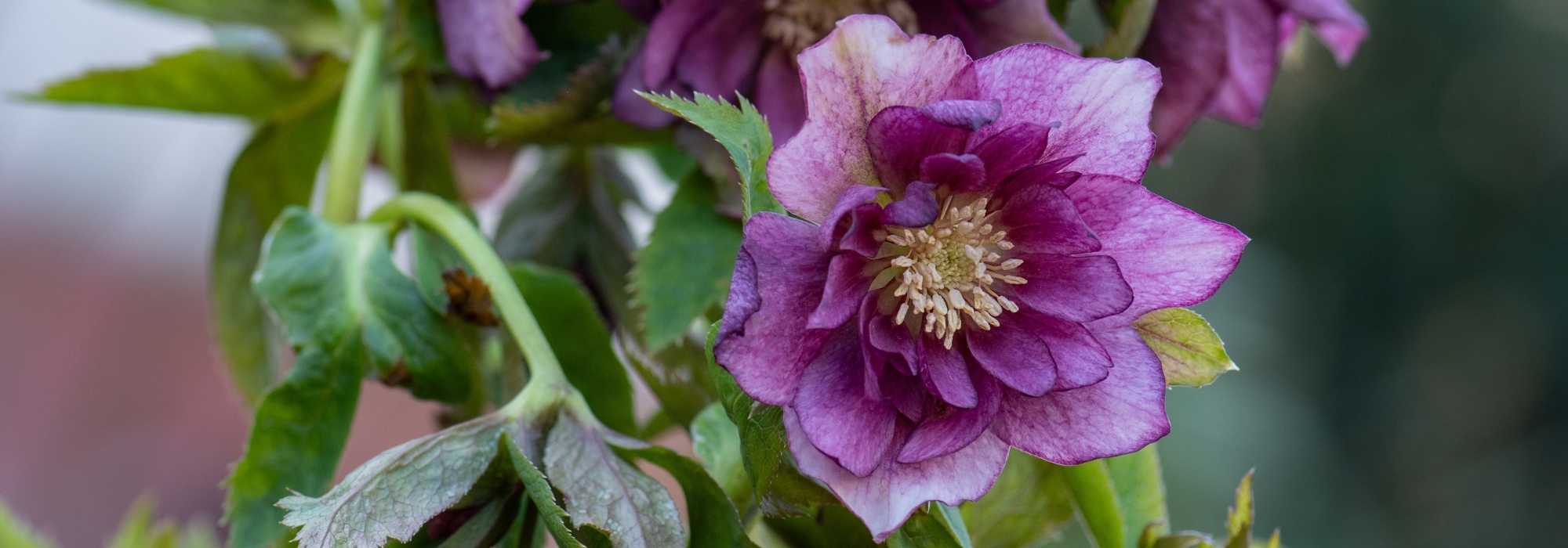 6 heléboros de flores dobradas