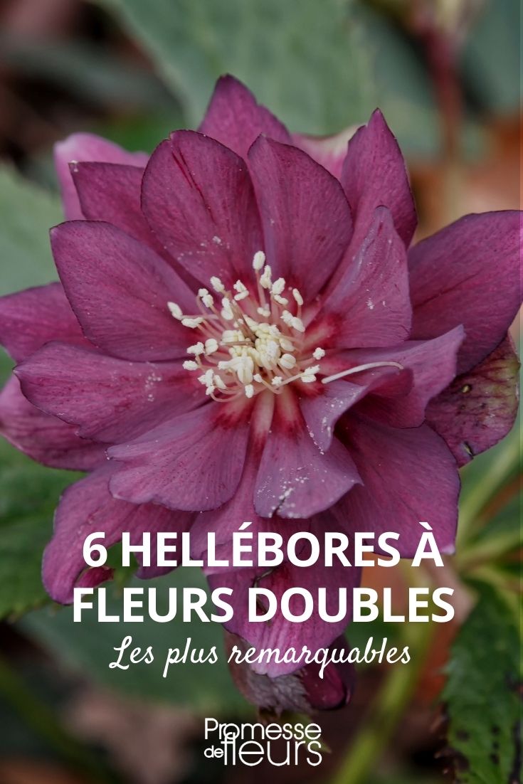 heléboro de flores dobradas