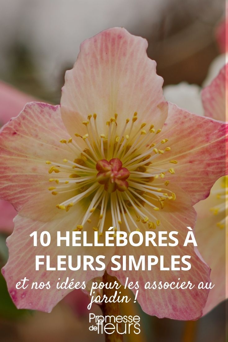 heléboro de flores simples