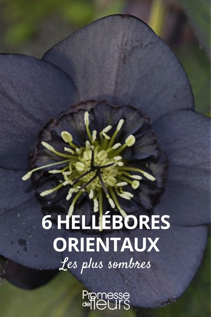 heléboro de flores escuras, heléboro de flores de cor escura