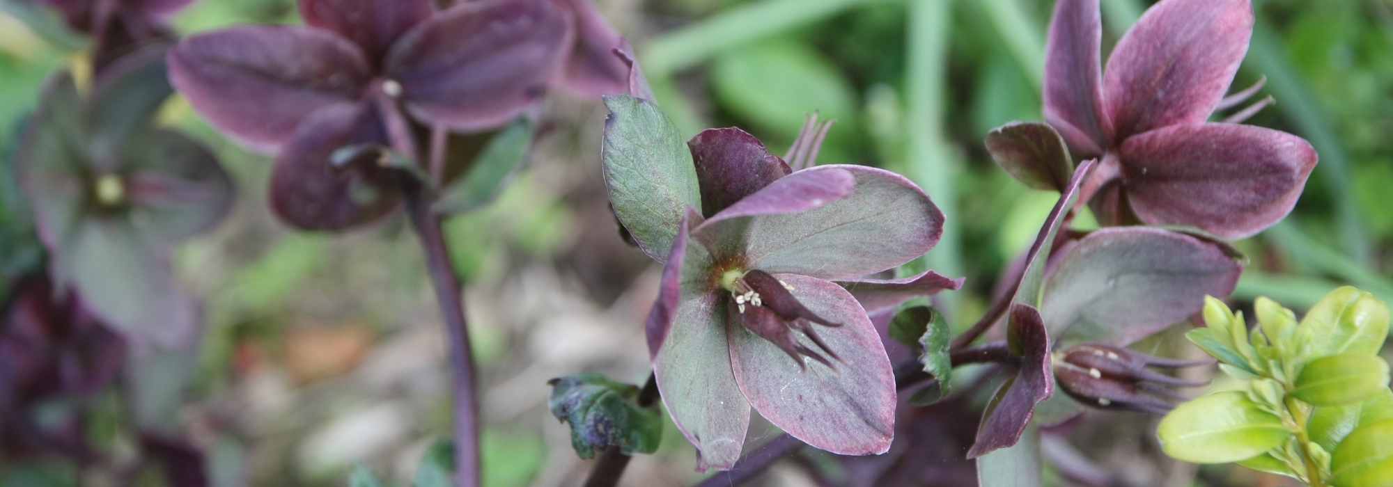 6 rosas quaresmais: as mais escuras