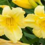 7 lírios-de-dia de flores amarelas