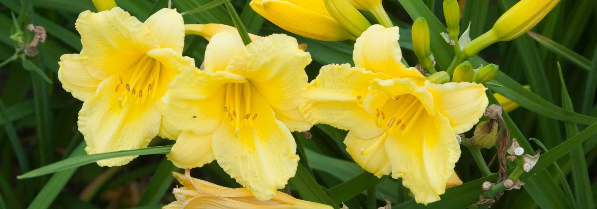 7 lírios-de-dia de flores amarelas