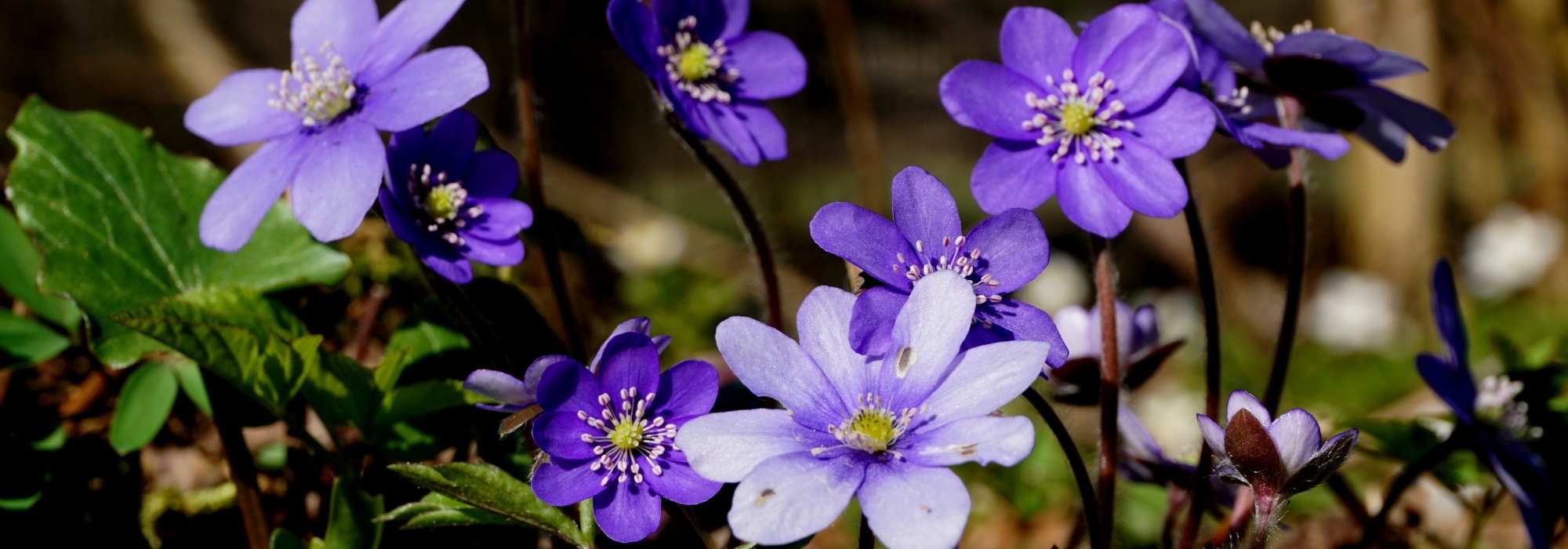 Hepáticas: plantar e cultivar