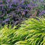 Hakonechloa: As nossas sugestões de combinações