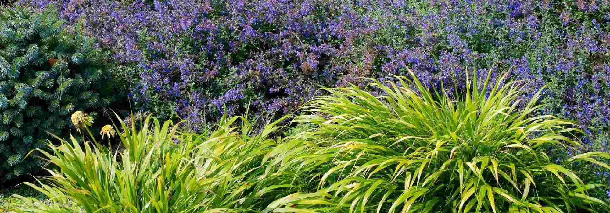 Hakonechloa: As nossas sugestões de combinações