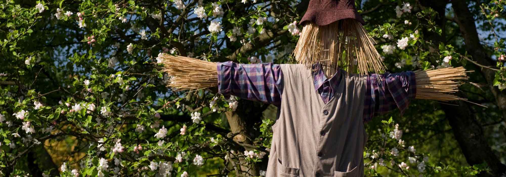 Criar um jardim campestre