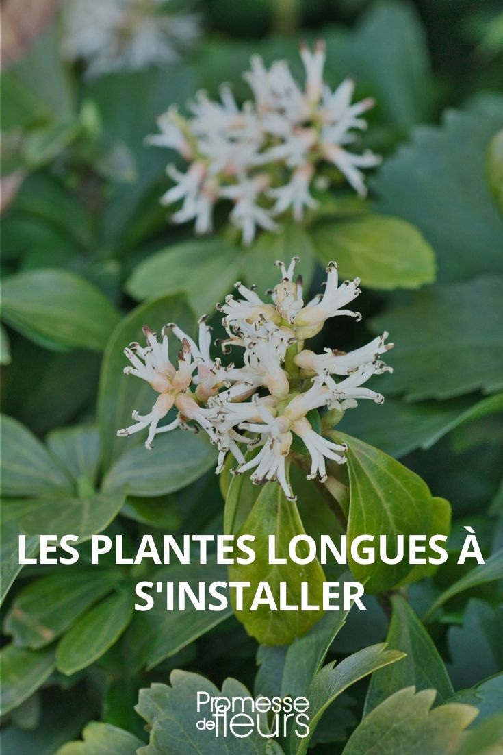 plantas de instalação demorada, perenes, duração de vida