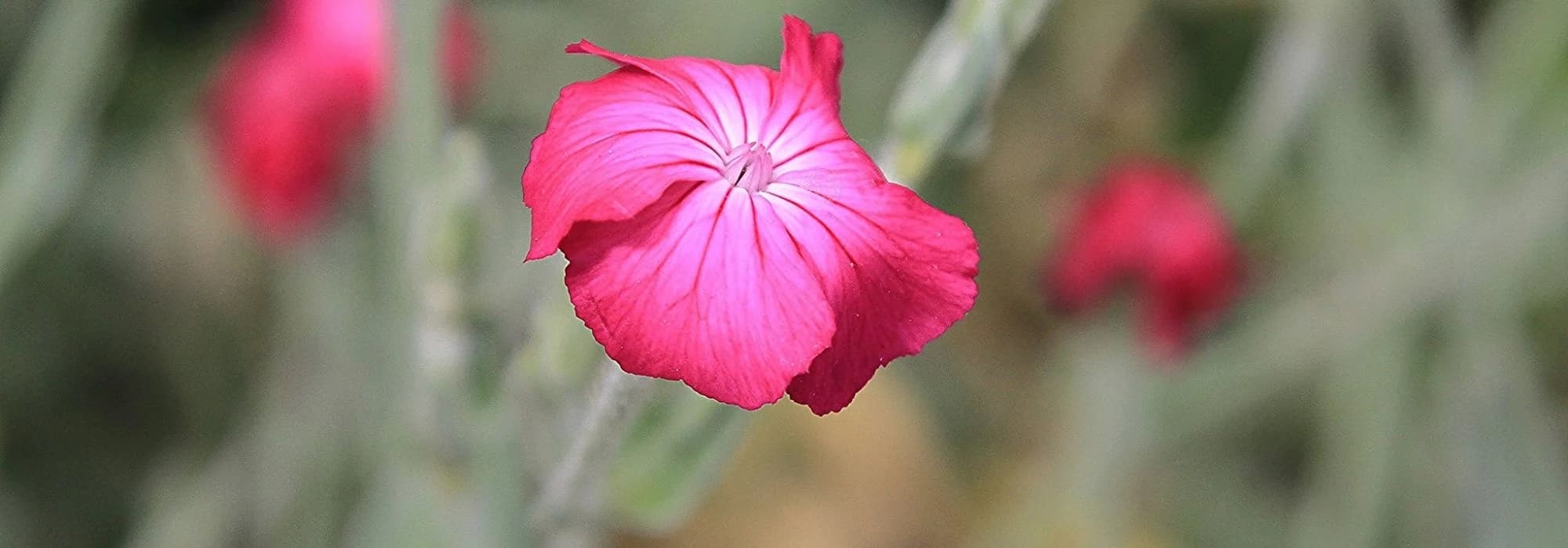 Como escolher um Lychnis?