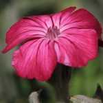 Como combinar os lychnis?