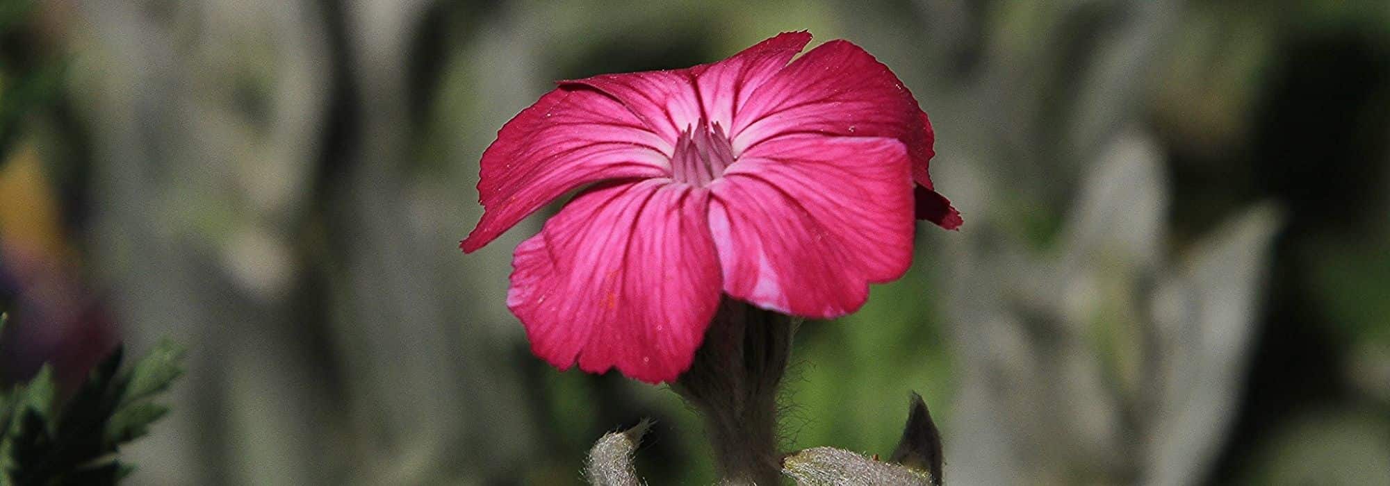 Como combinar os lychnis?