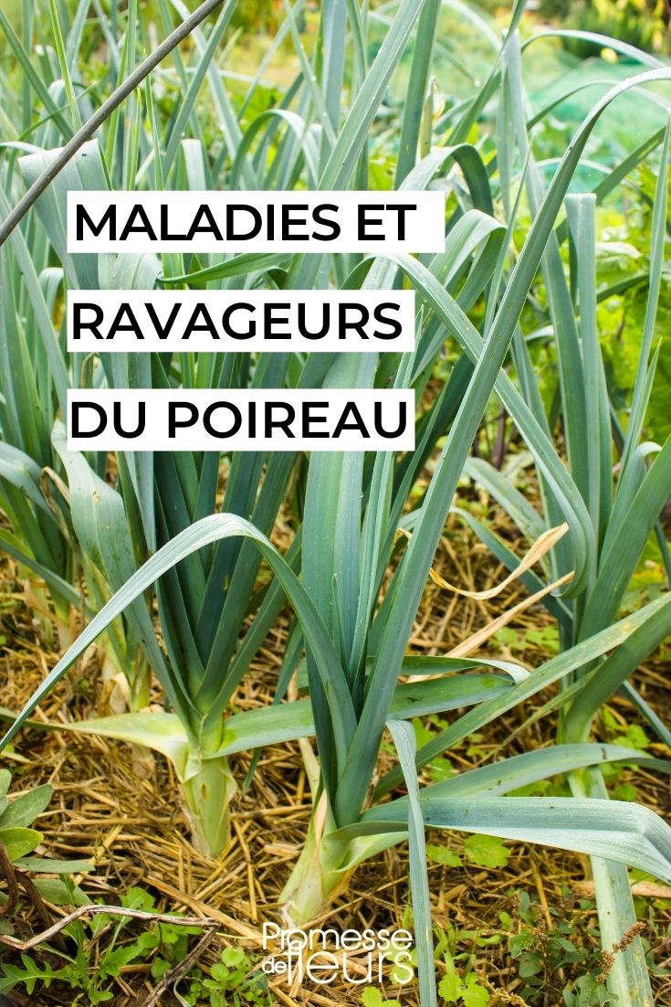 Doenças e pragas do alho-francês