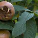 Nespereira-europeia: plantar, cuidar e colher os frutos