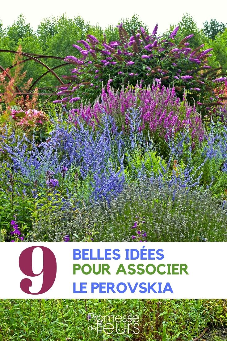 salvia-russa-associar