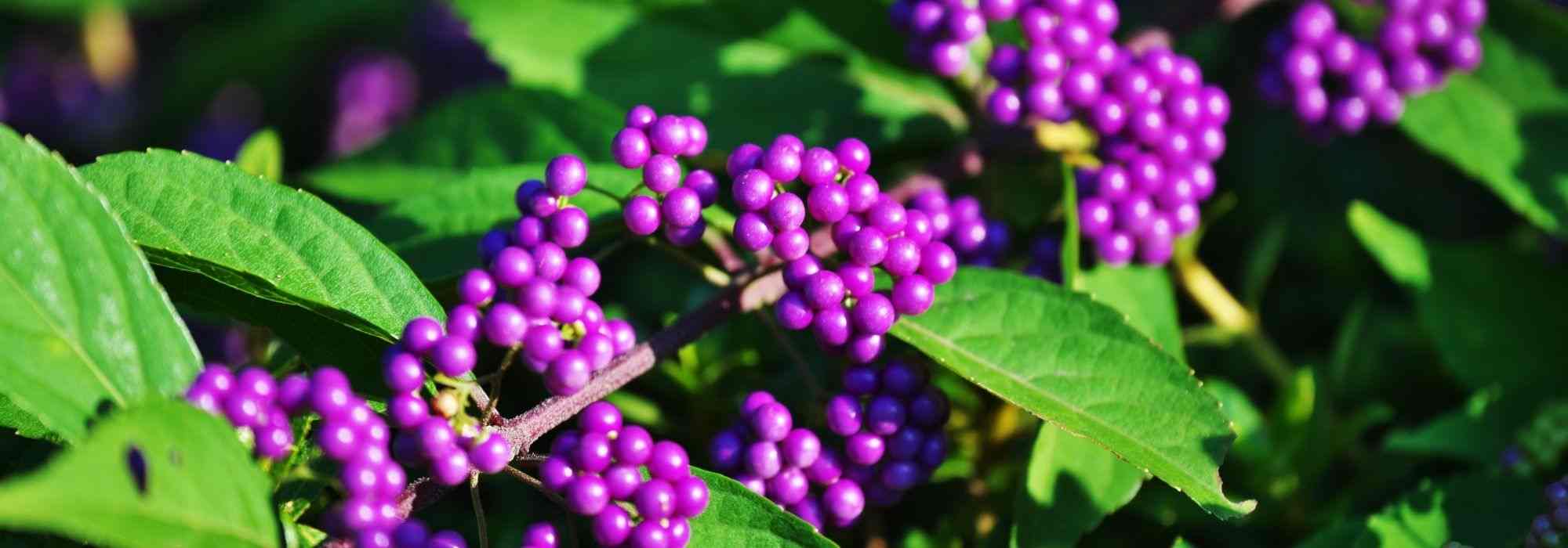 Plantas com bagas tóxicas