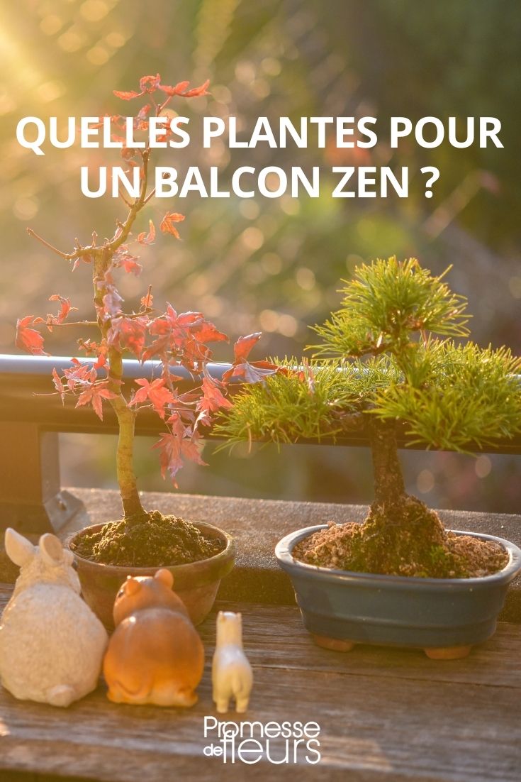 Que plantas para uma varanda zen?