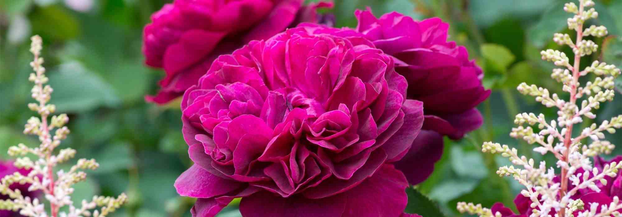 7 roseiras inglesas David Austin de flores vermelhas