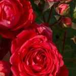 6 roseiras arbustivas de flores grandes vermelhas